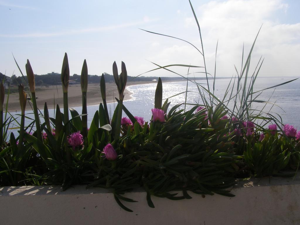 Palastura Apartments Ulcinj Eksteriør billede